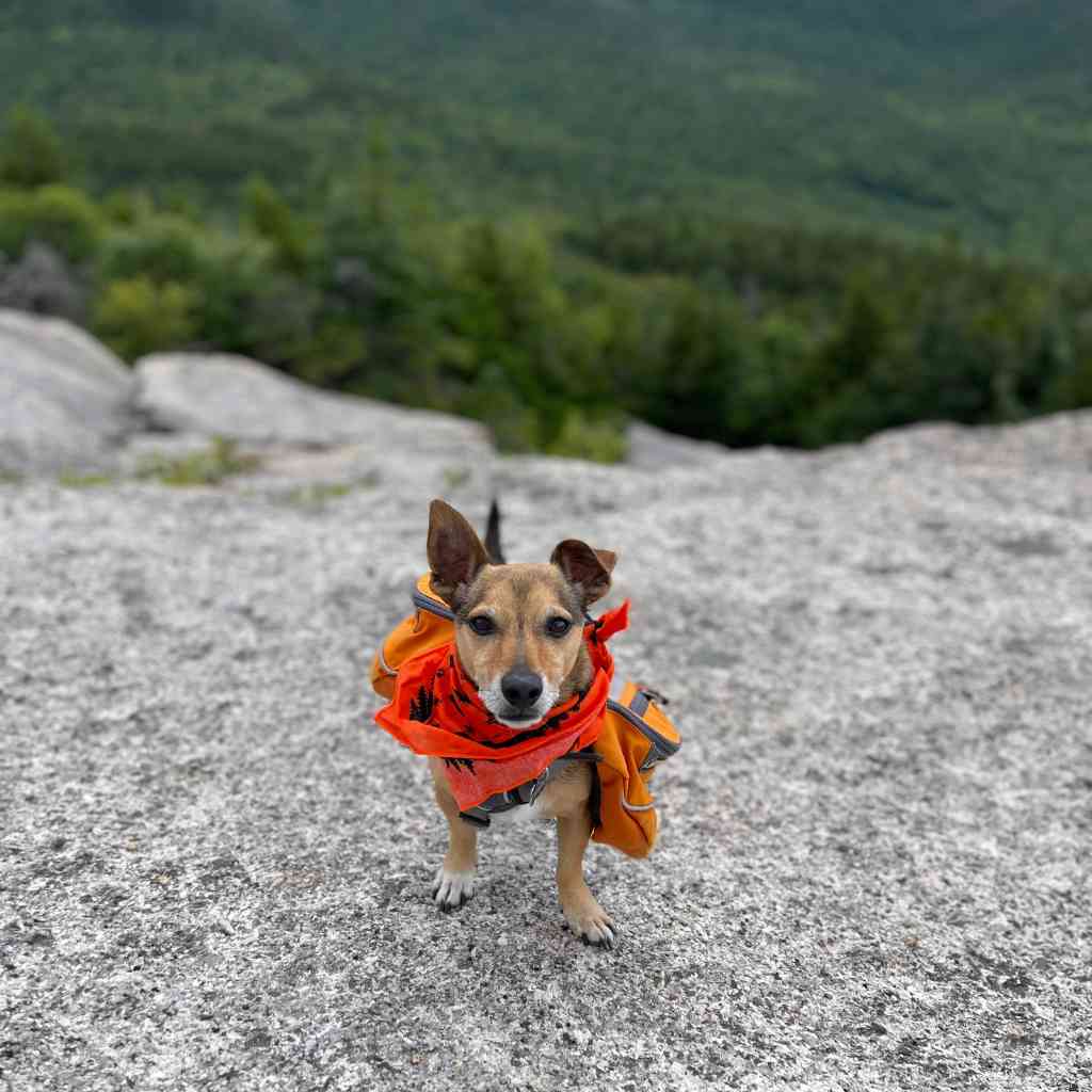 Ben's Bandana with Insect Shield - Dog dog wearing bandana on mountain top