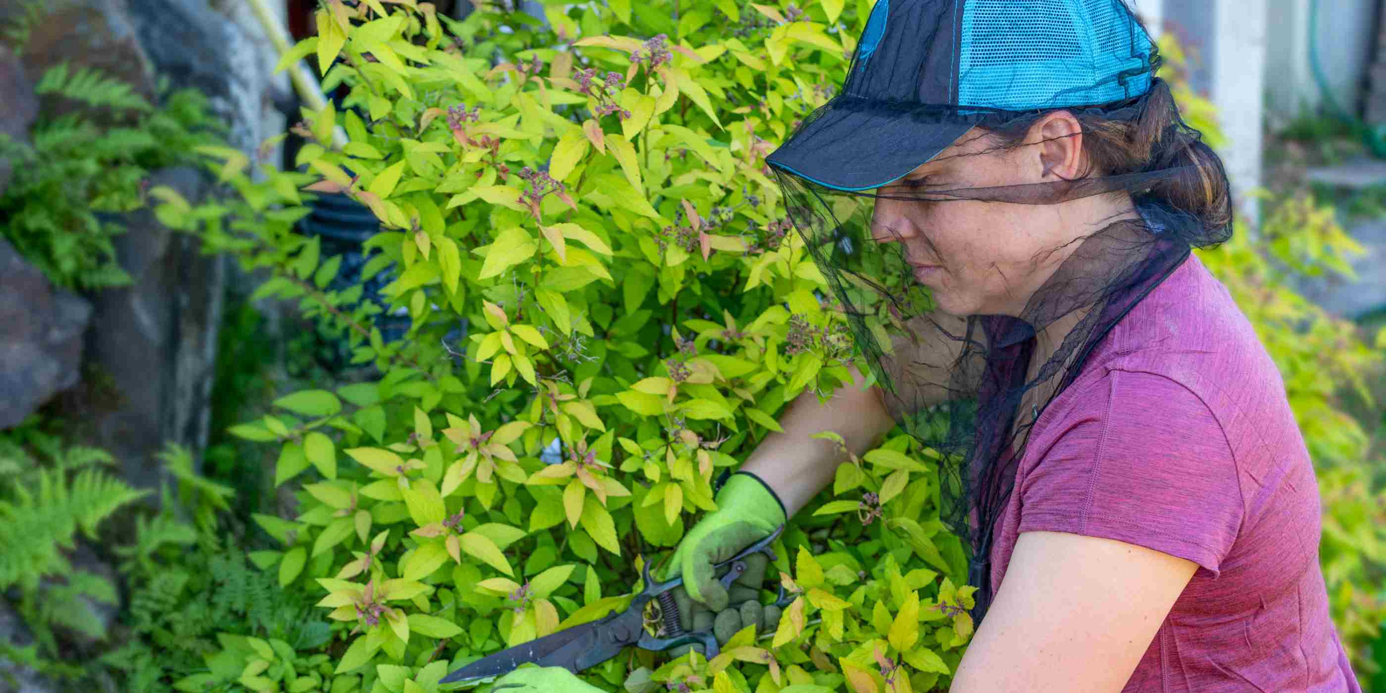 Woman in pink shirt and blue hat wearing Ben's Invisinet with Insect Shield head net while clipping bushes