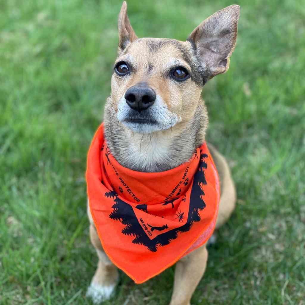 Ben's Bandana with Insect Shield - Dog dog wearing bandana